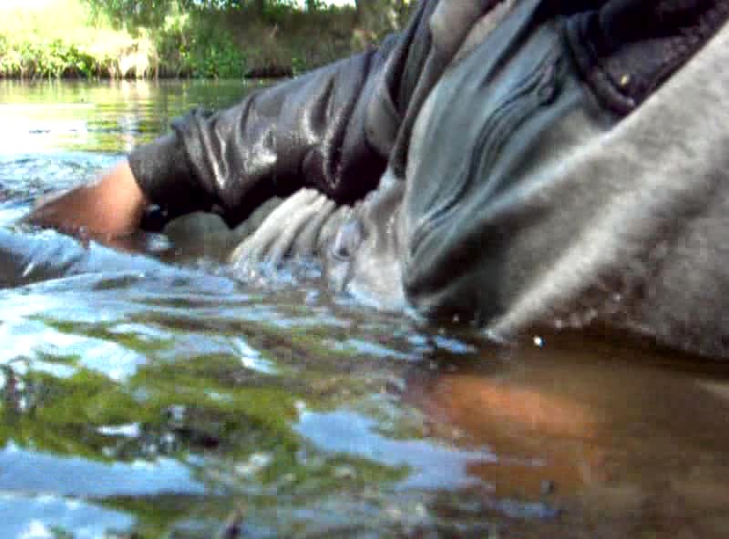 Wetlook 2014-2 - Deutscheswetlookforum.de